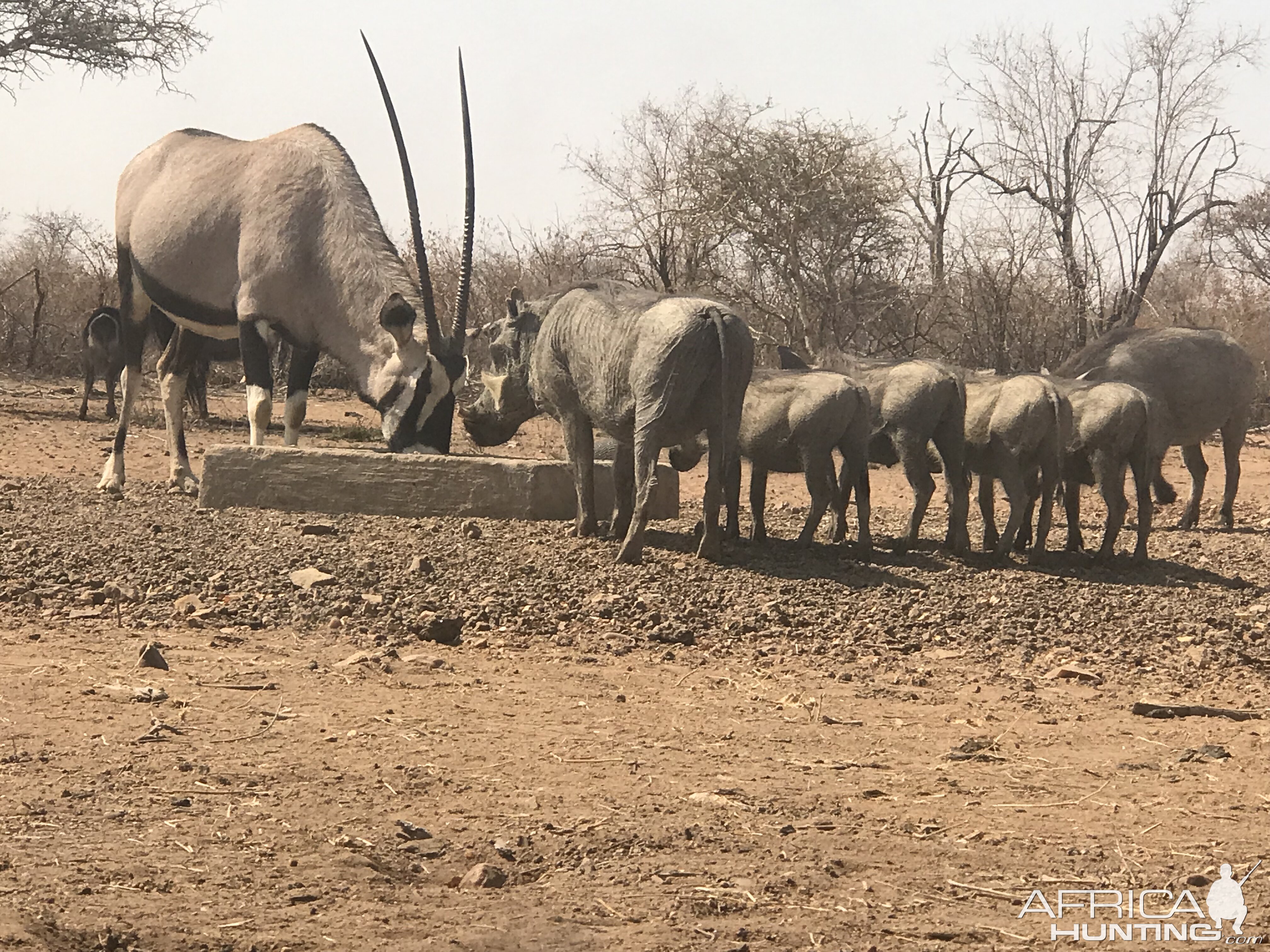 Gemsbok & Warthog South Africa