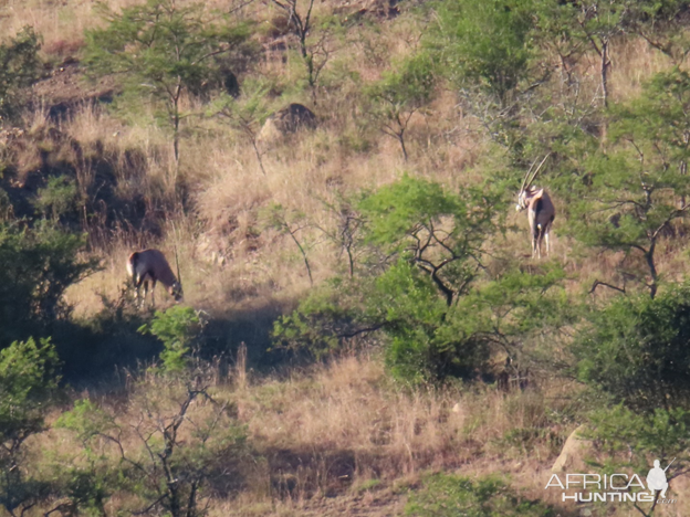 Gemsbok Wildlife Eastern Cape South Africa