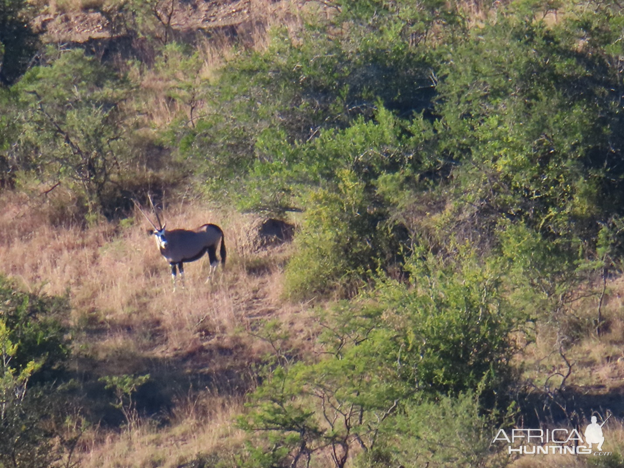 Gemsbok Wildlife Eastern Cape South Africa