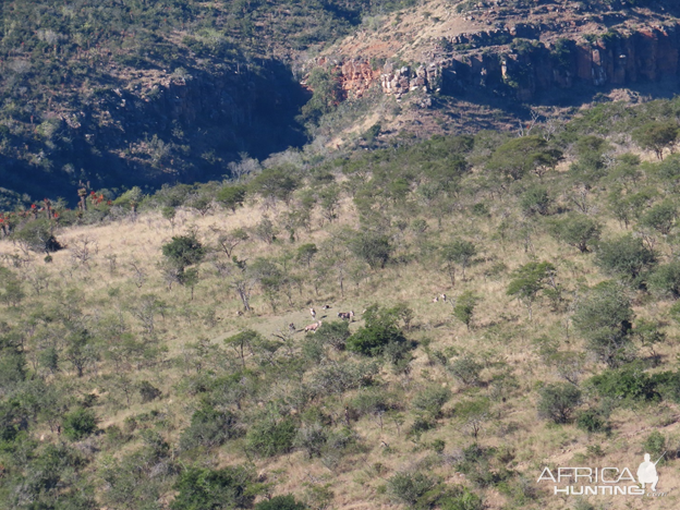 Gemsbok Wildlife Eastern Cape South Africa