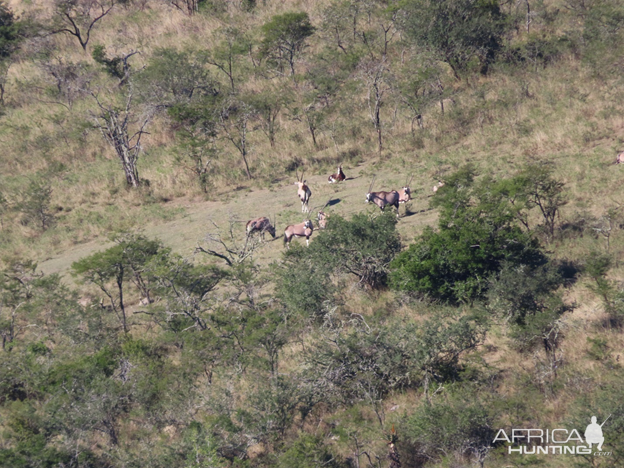 Gemsbok Wildlife Eastern Cape South Africa