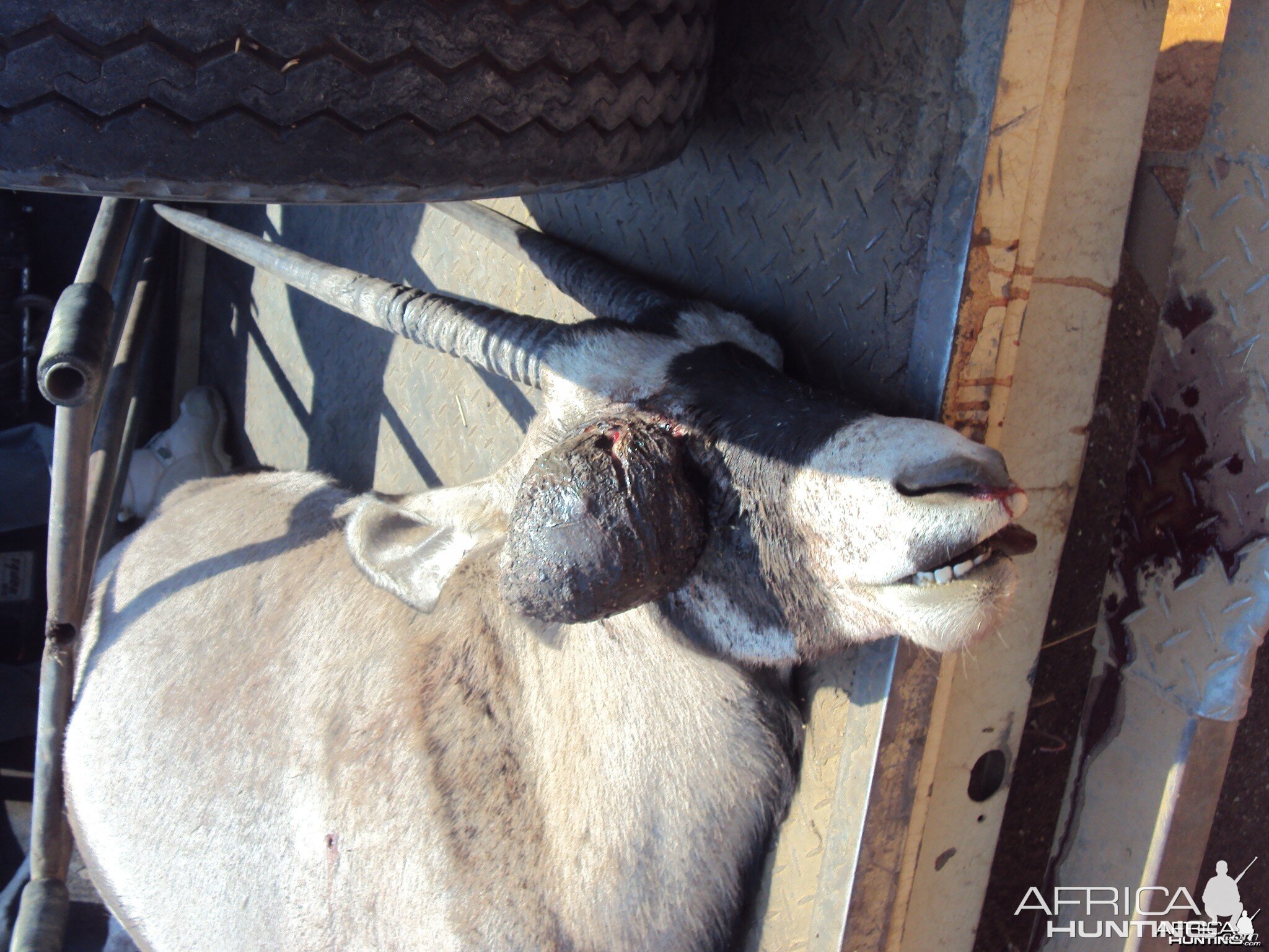 Gemsbok with huge growth on its' face