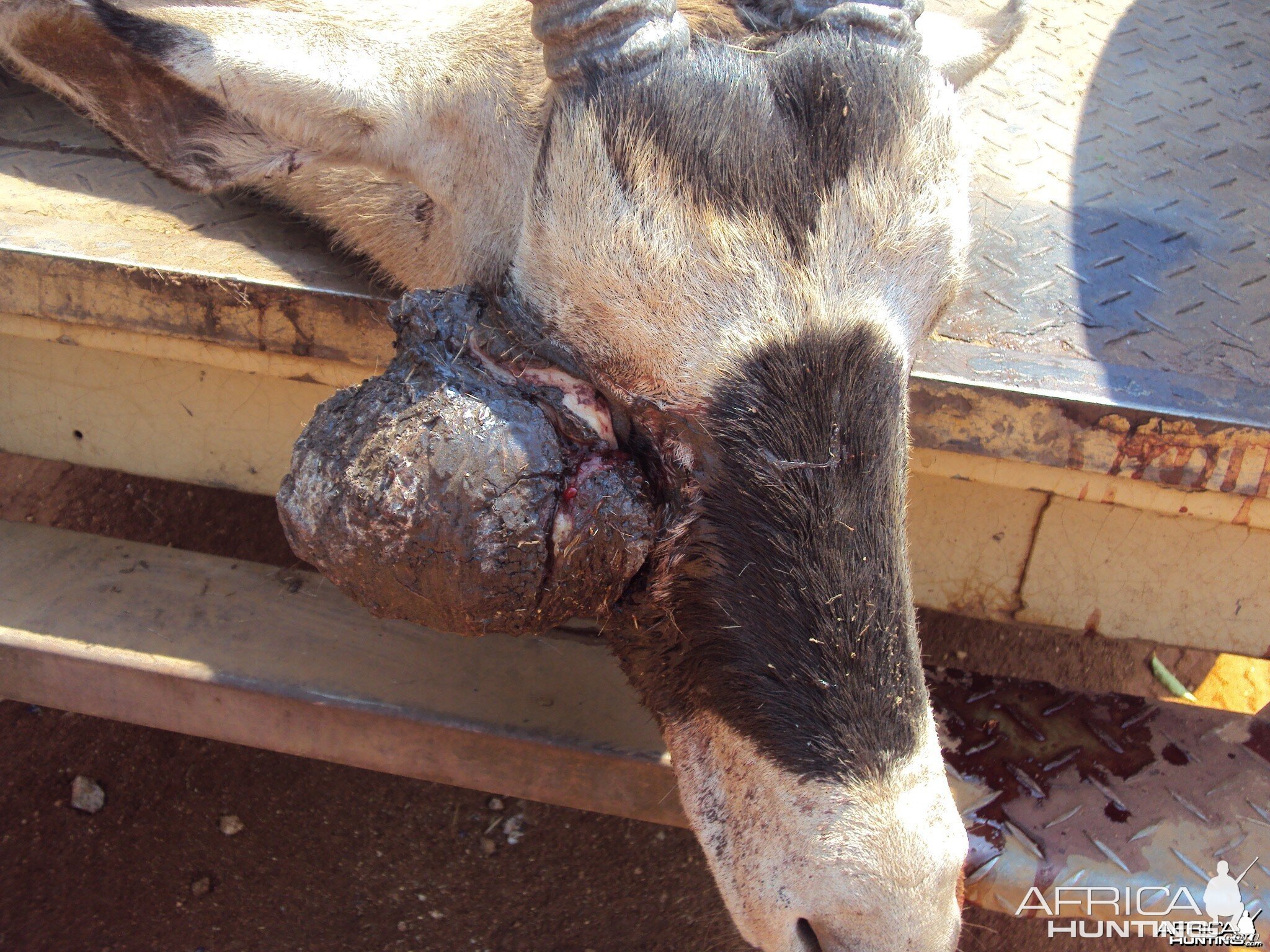 Gemsbok with huge growth on its' face