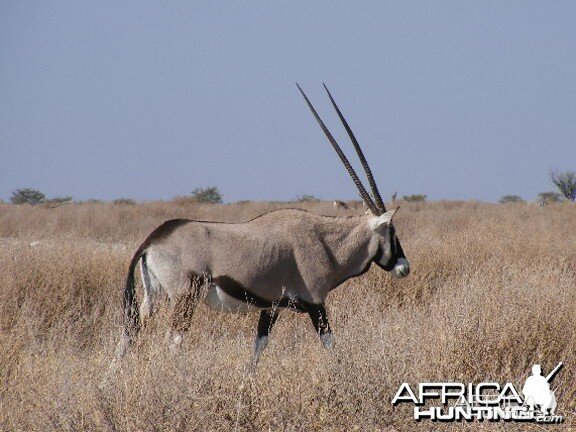 Gemsbok