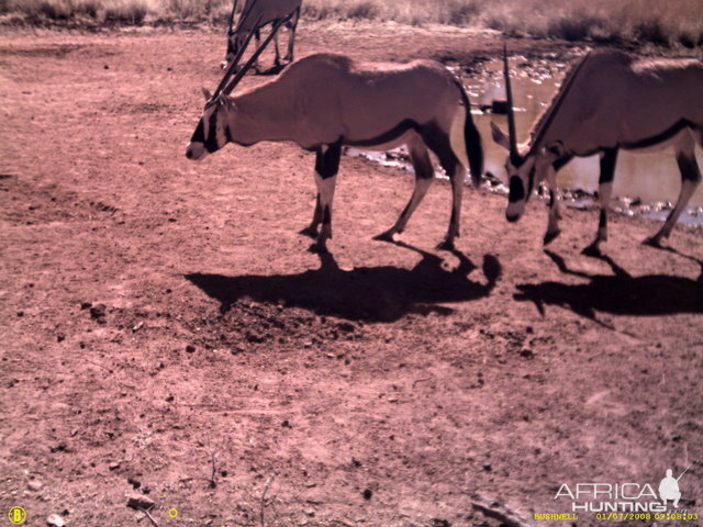 Gemsbok