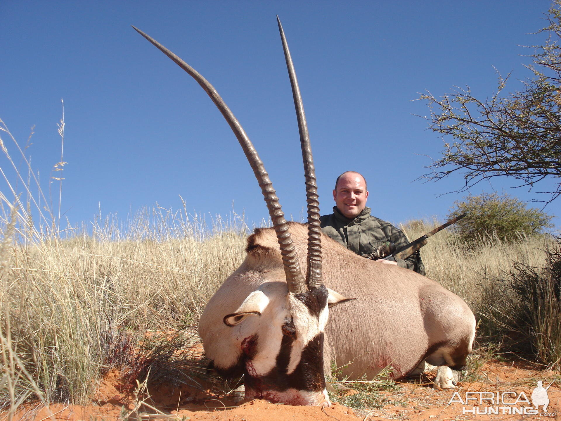 Gemsbok