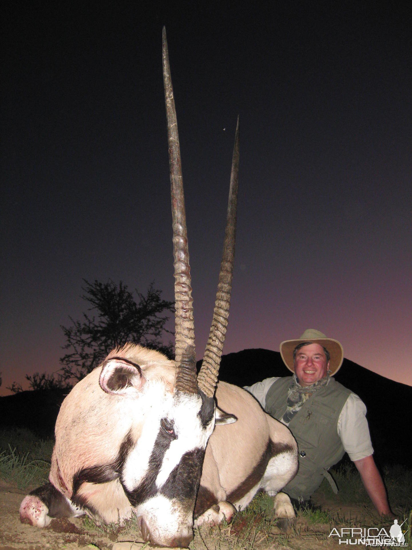 Gemsbok