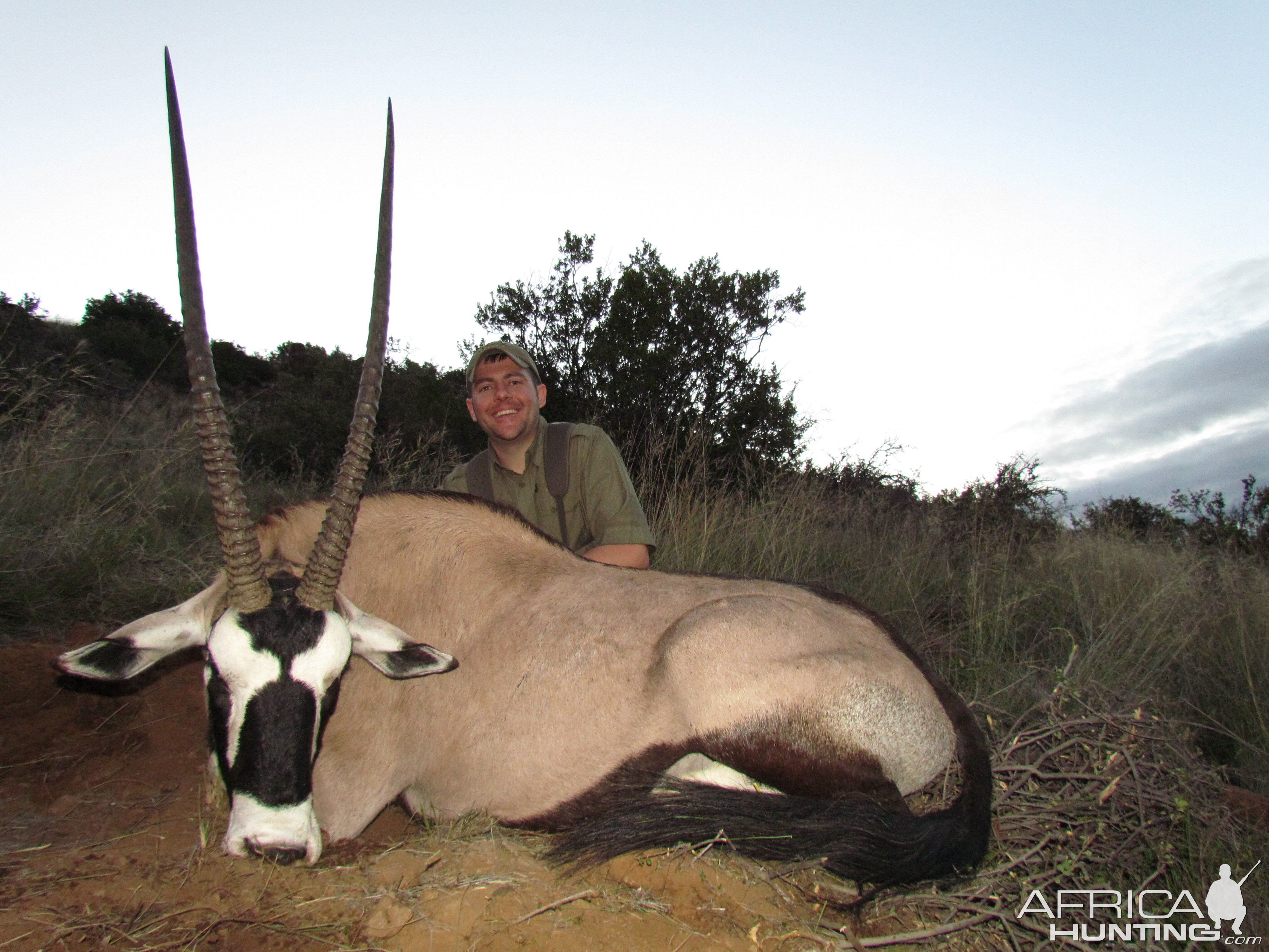 Gemsbok