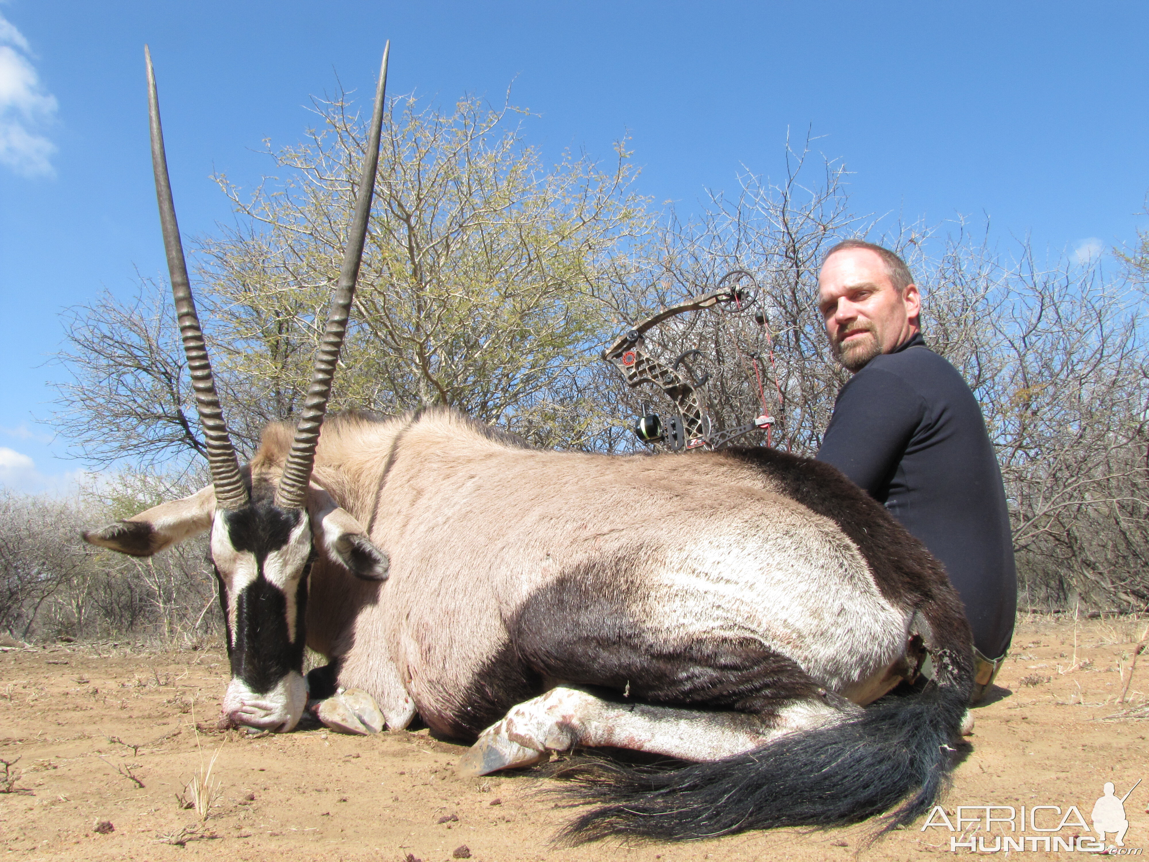 Gemsbok