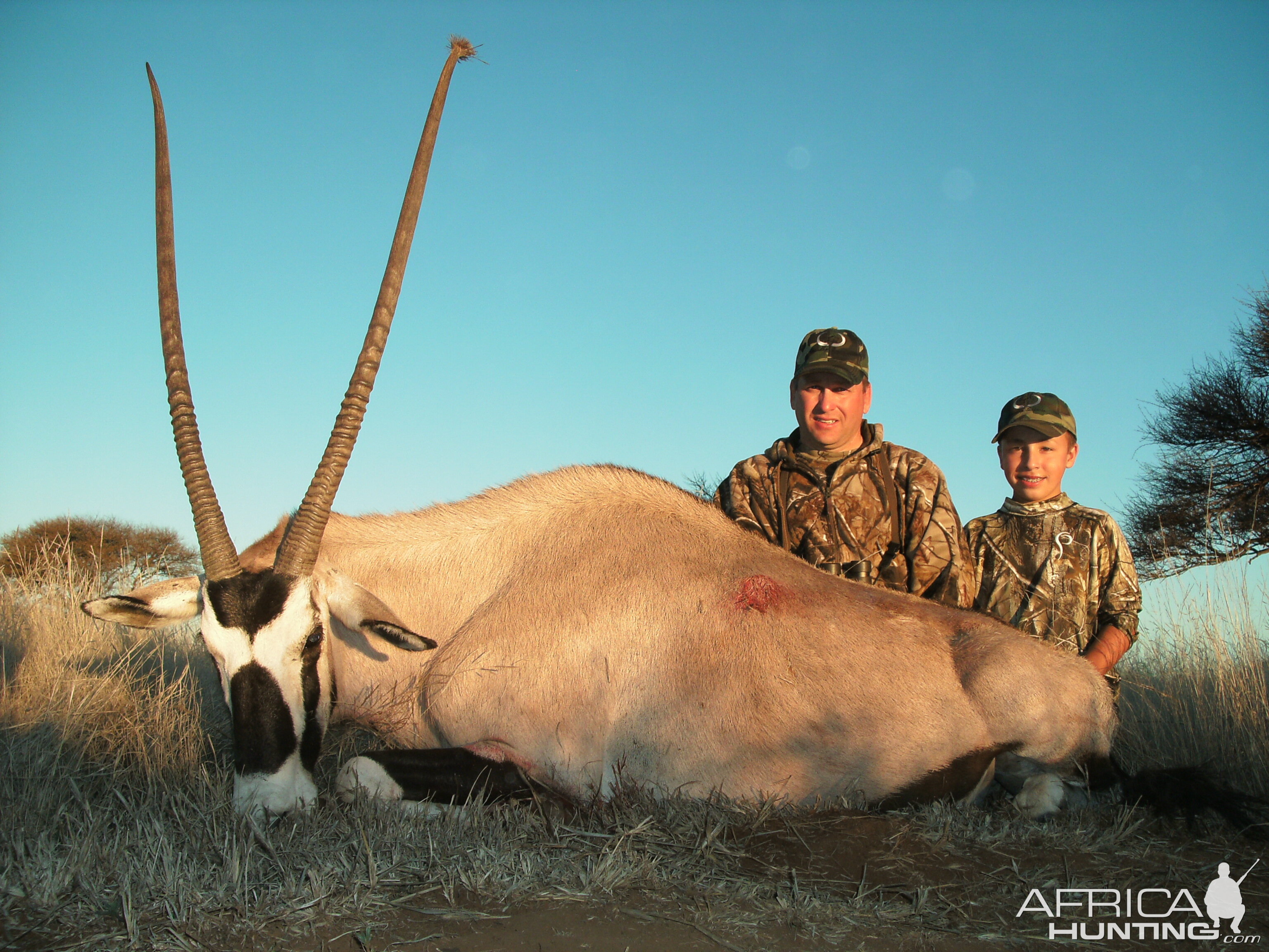 Gemsbok