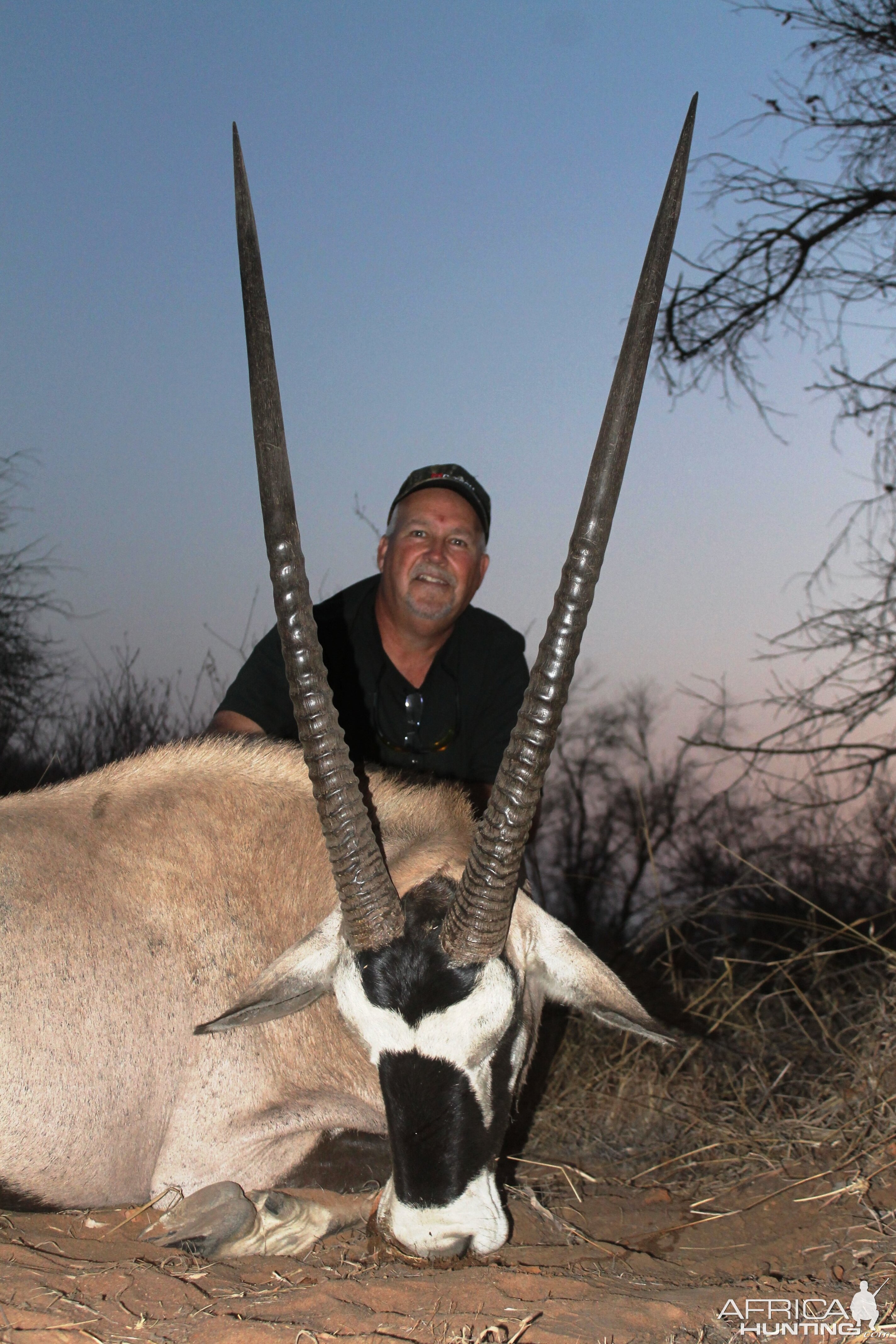 Gemsbok