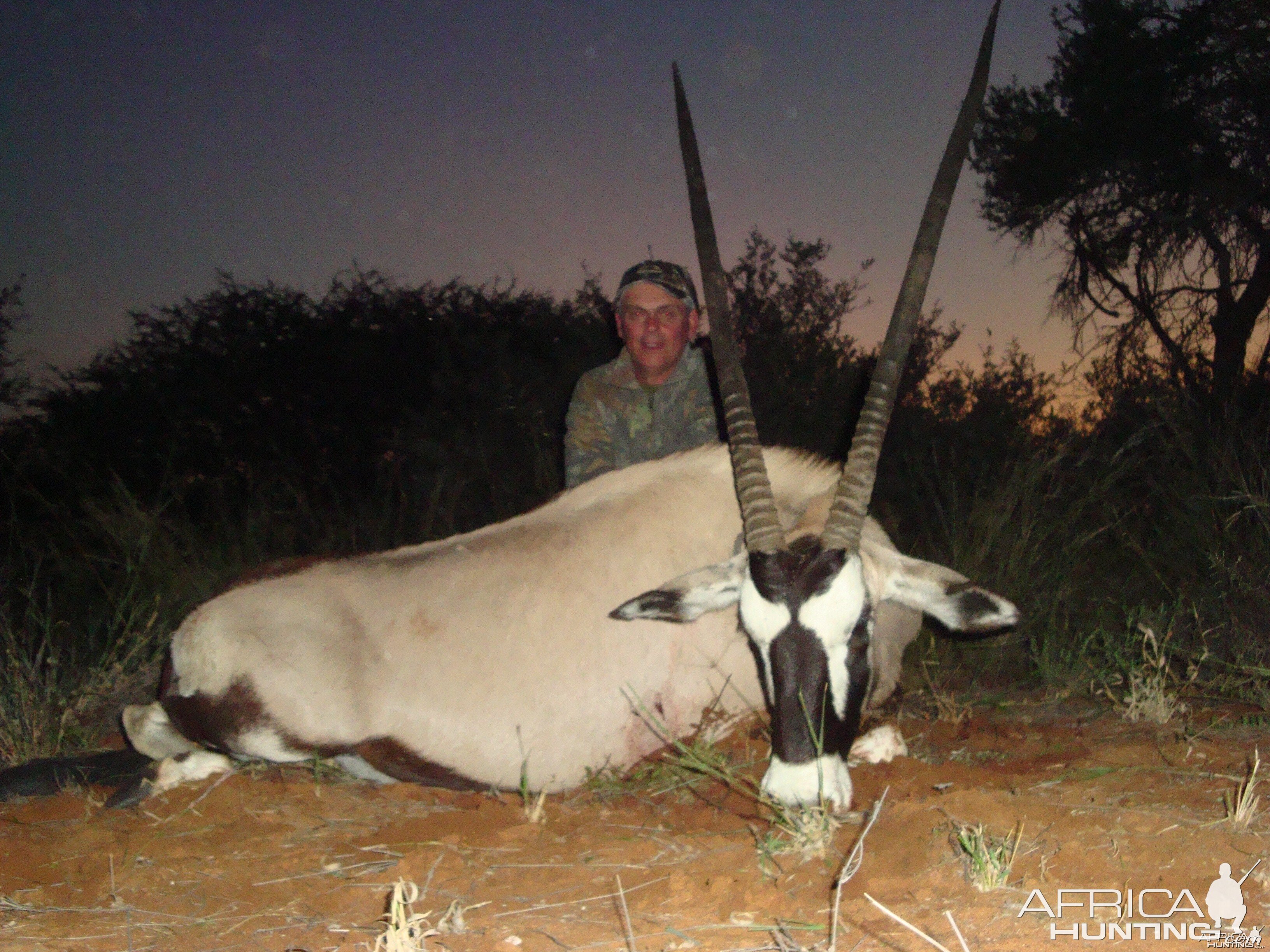 Gemsbok