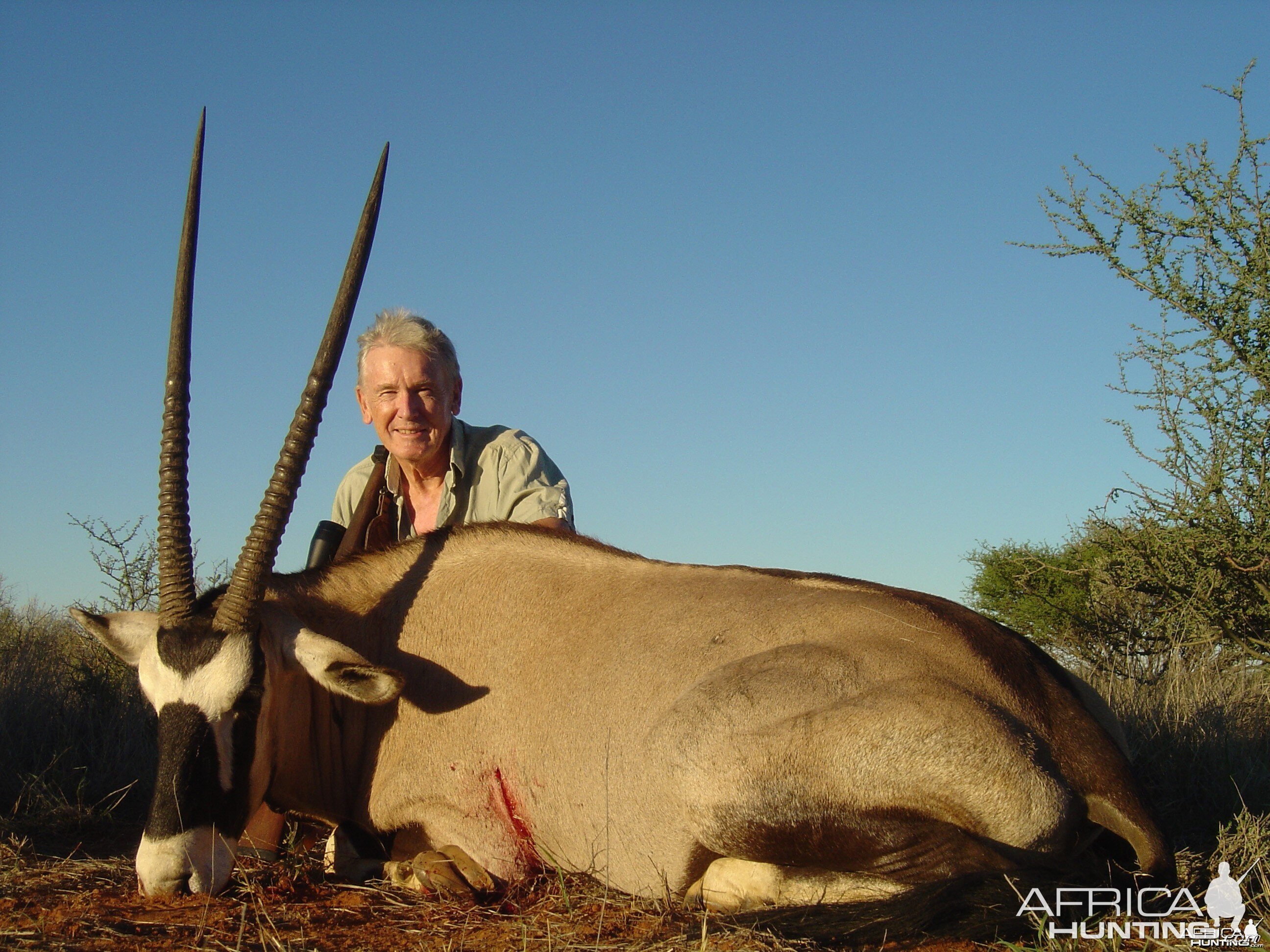 Gemsbok