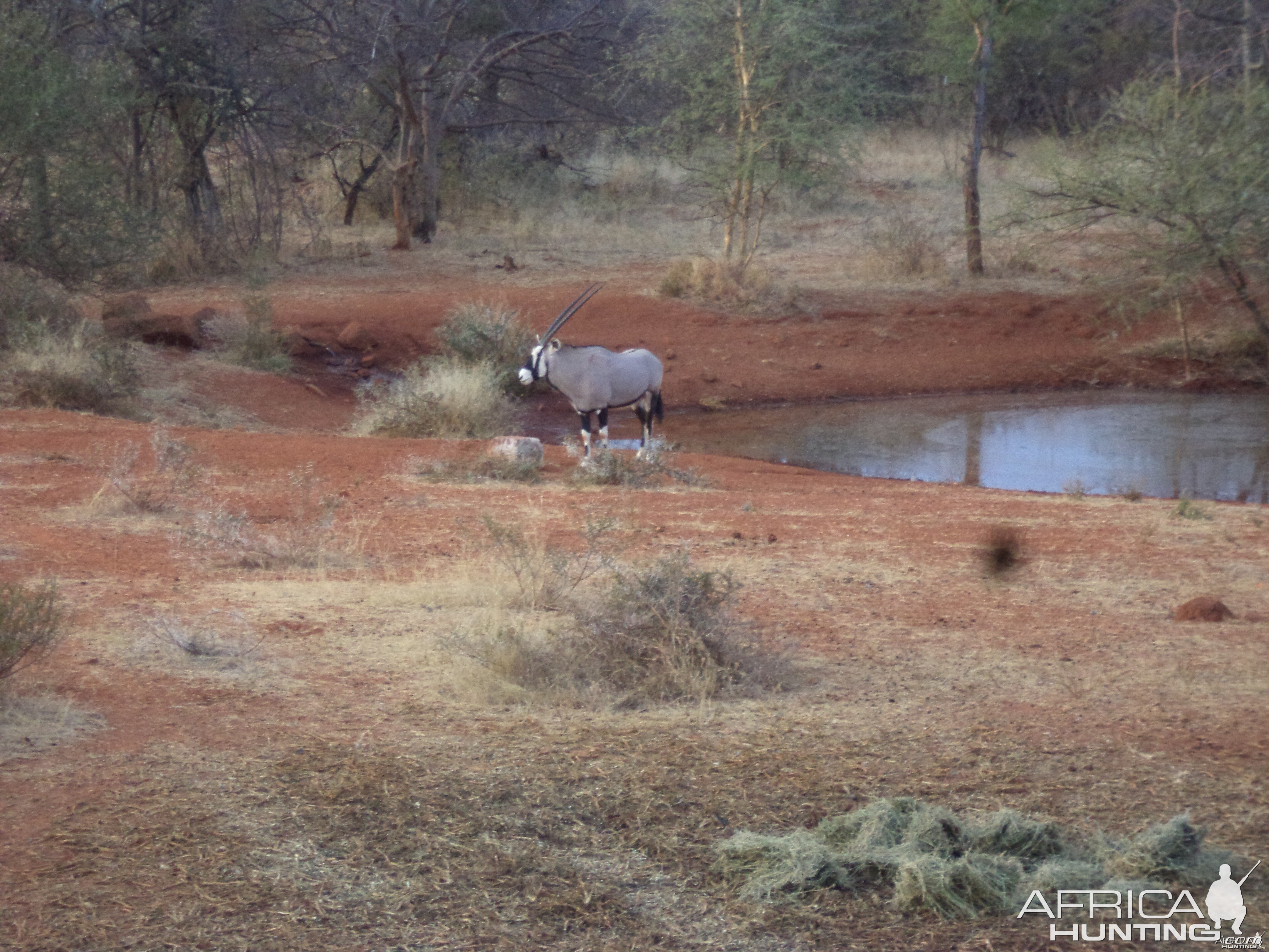 Gemsbok