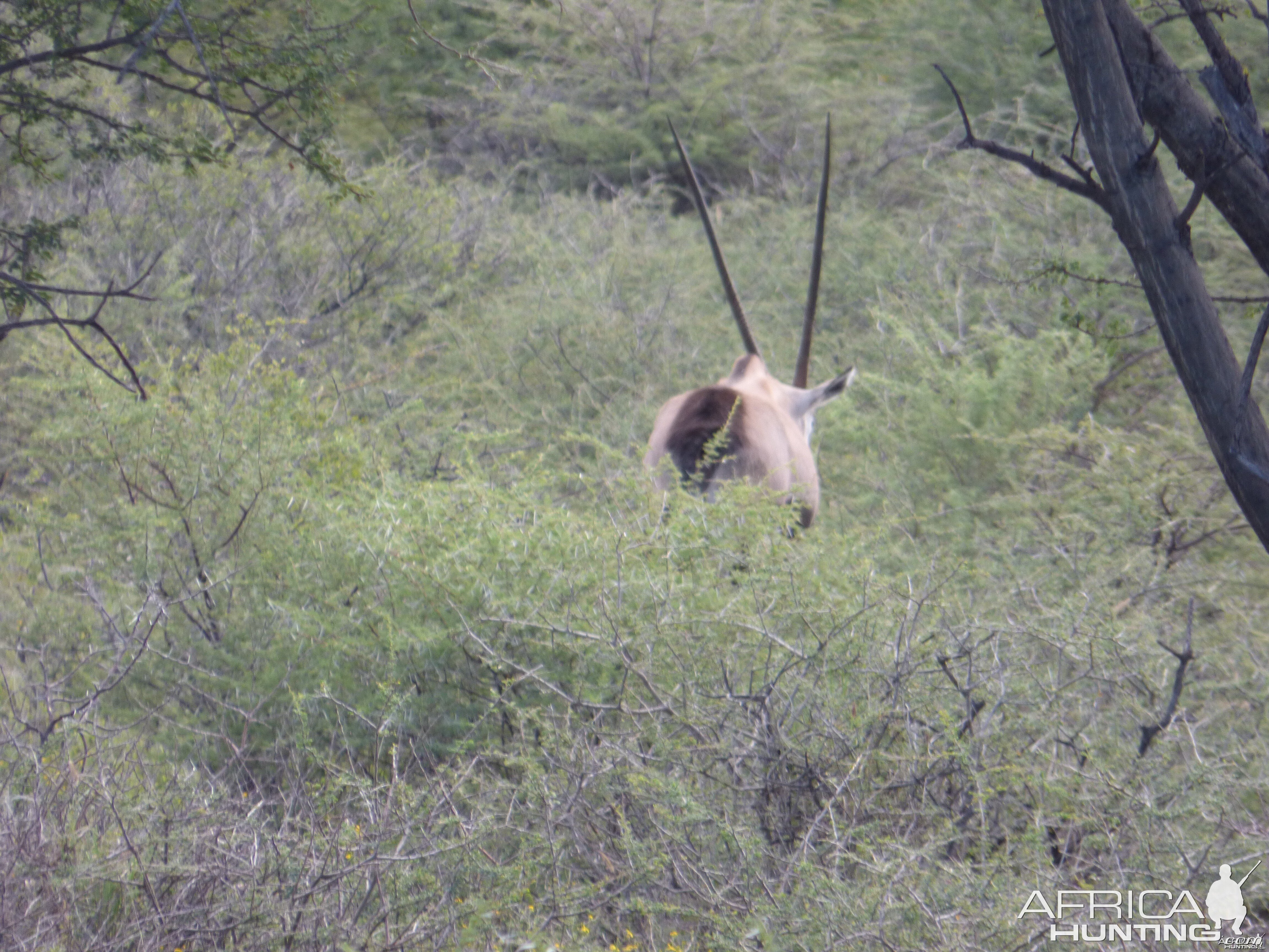 Gemsbok