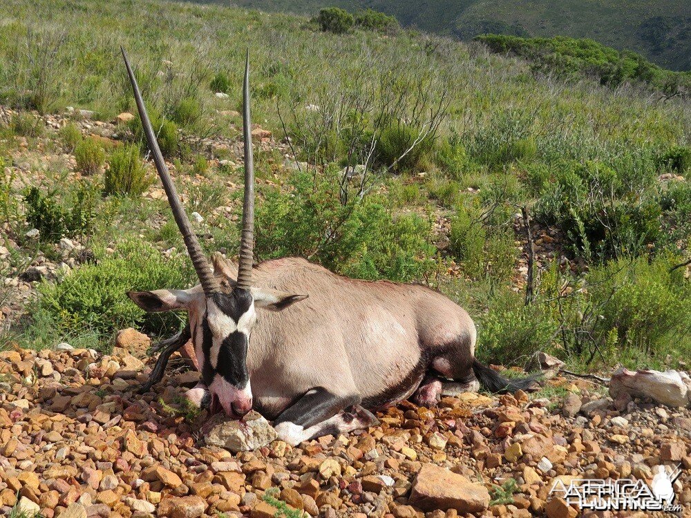 Gemsbok