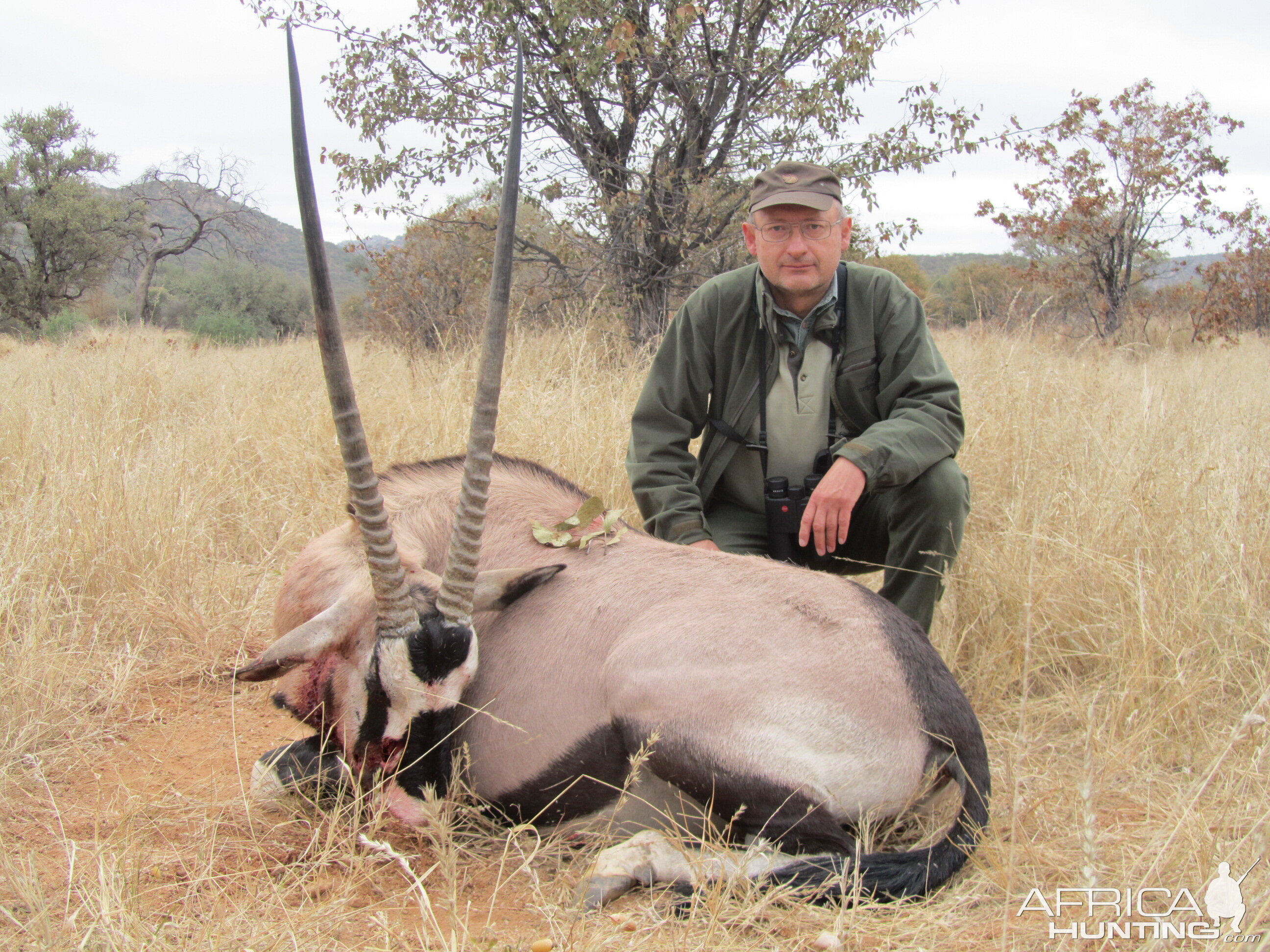 Gemsbok