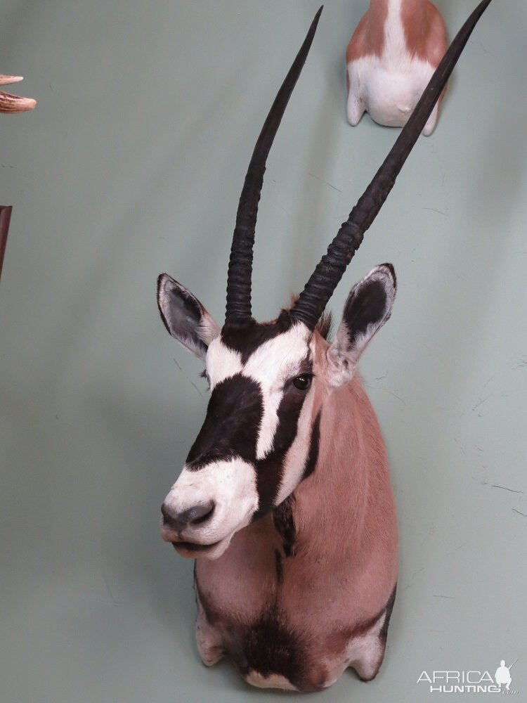 Gemsbok