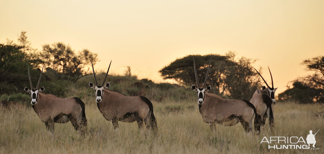 Gemsbok