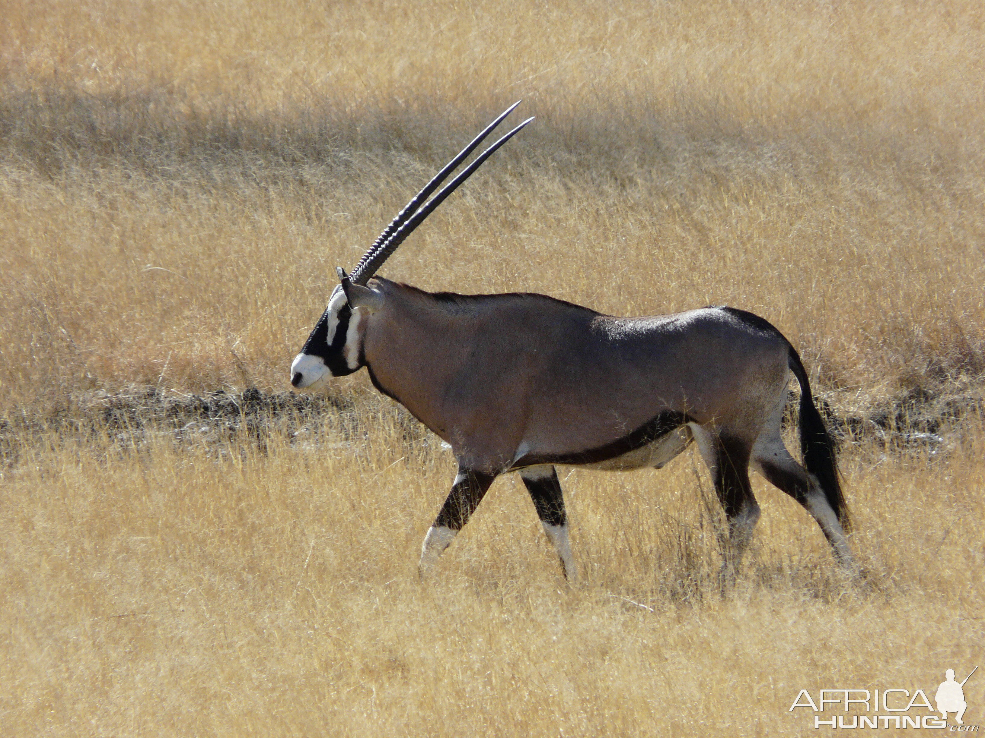 Gemsbok