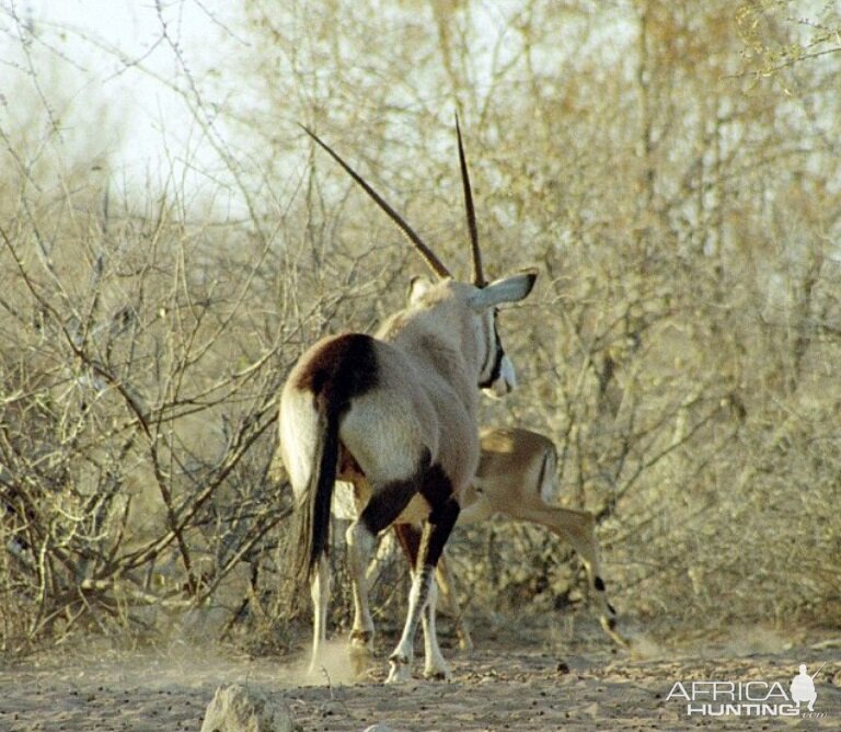 Gemsbok