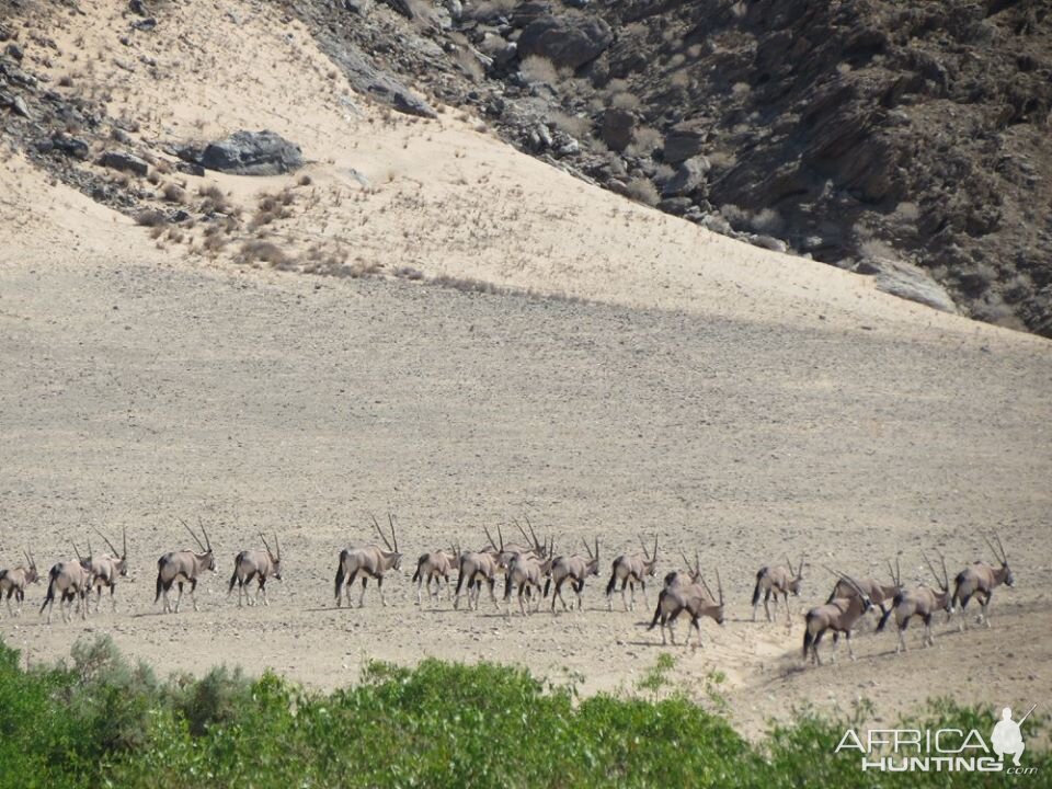 Gemsbok