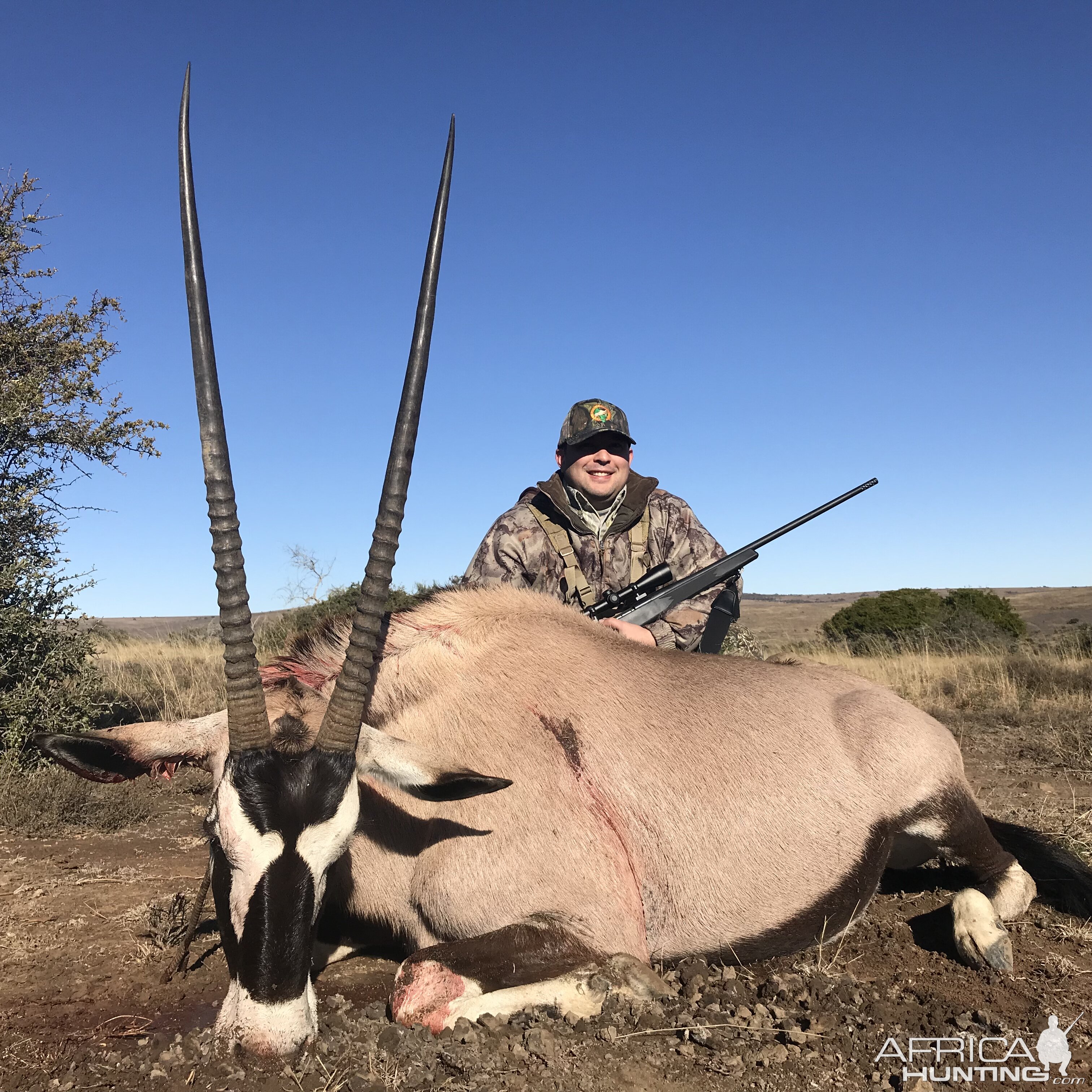 Gemsbok