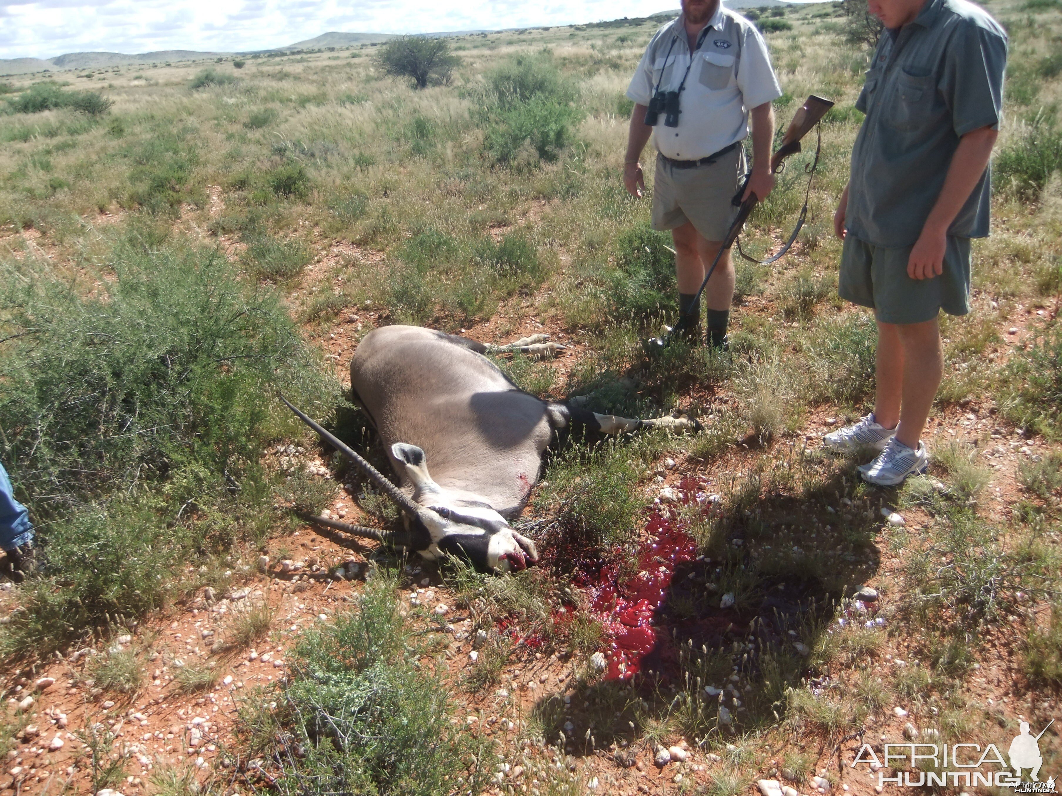 Gemsbok