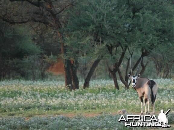 Gemsbok