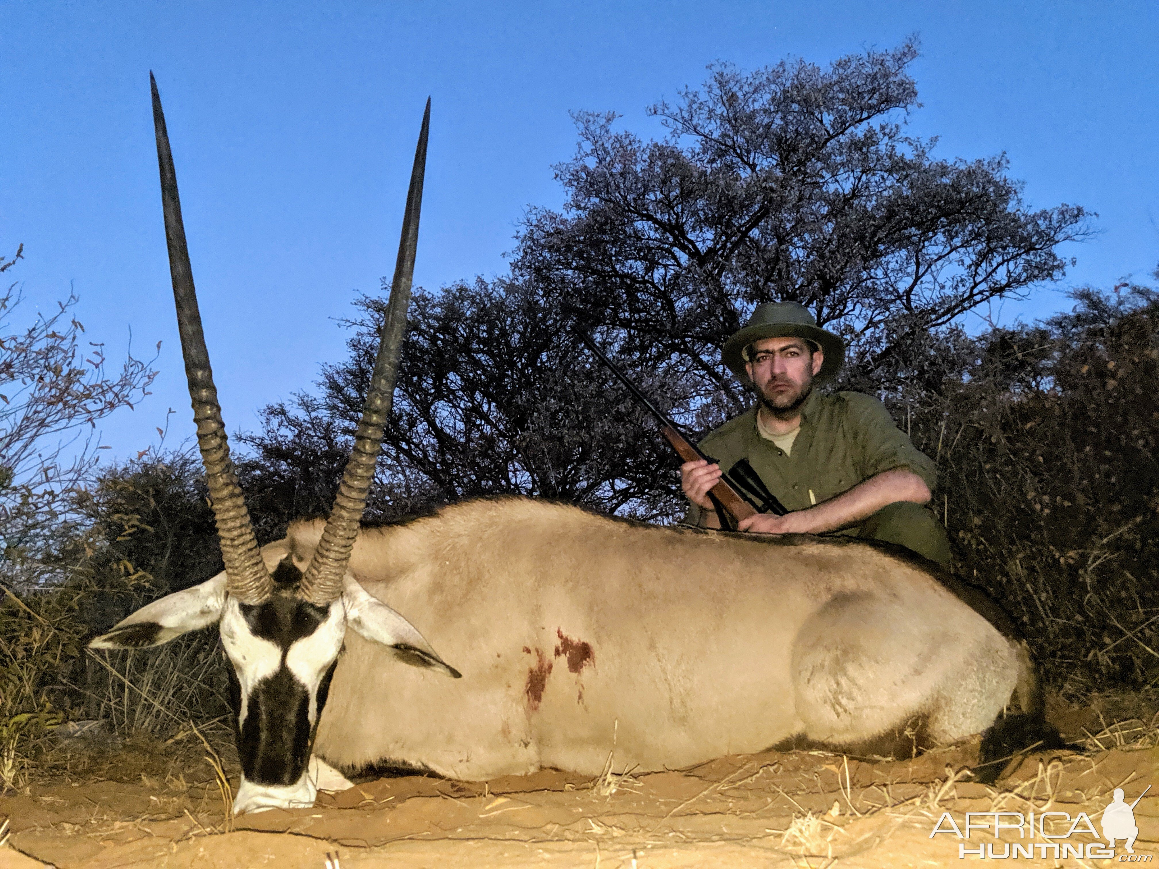 Gemsbok