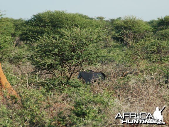 Gemsbok