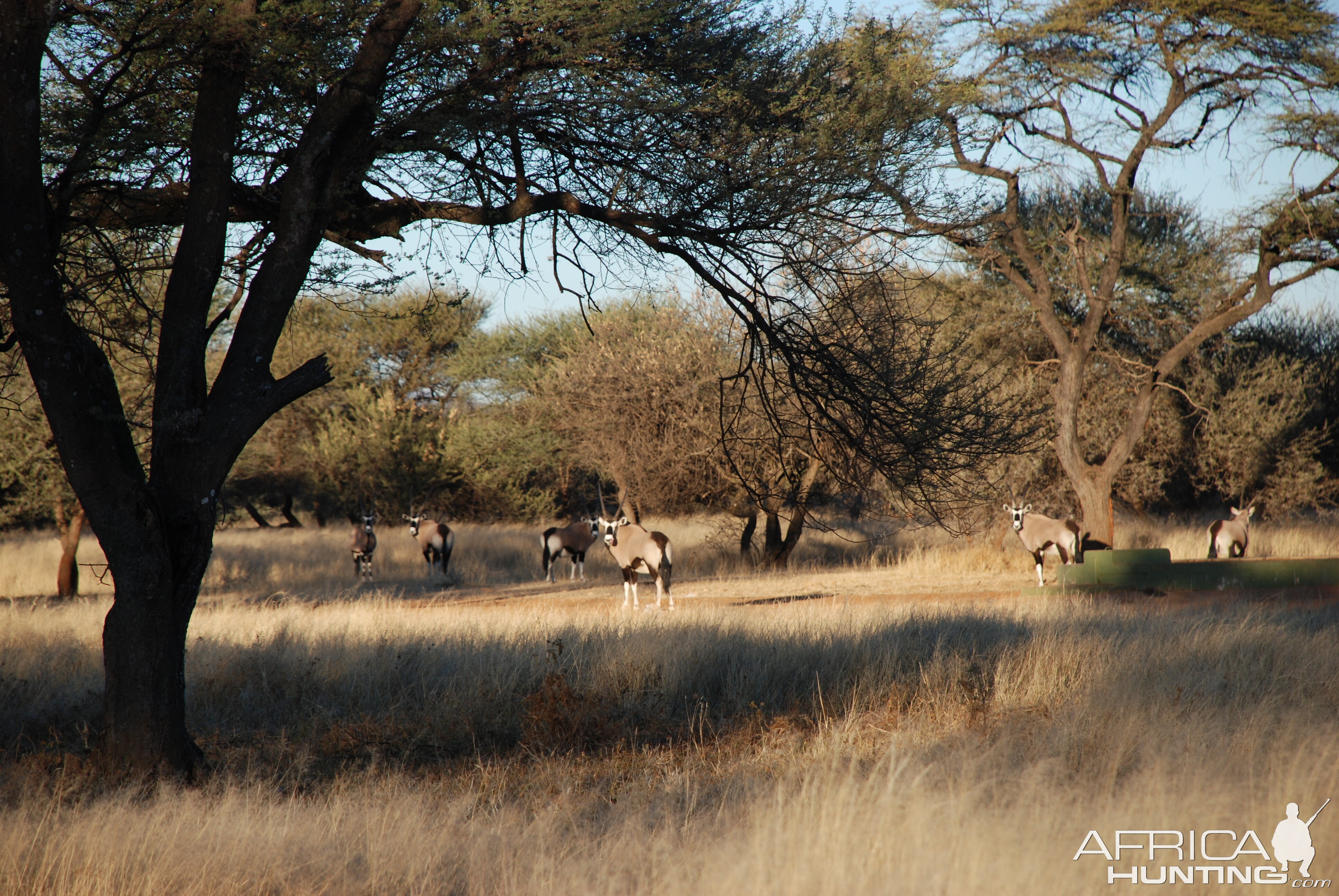 Gemsbok