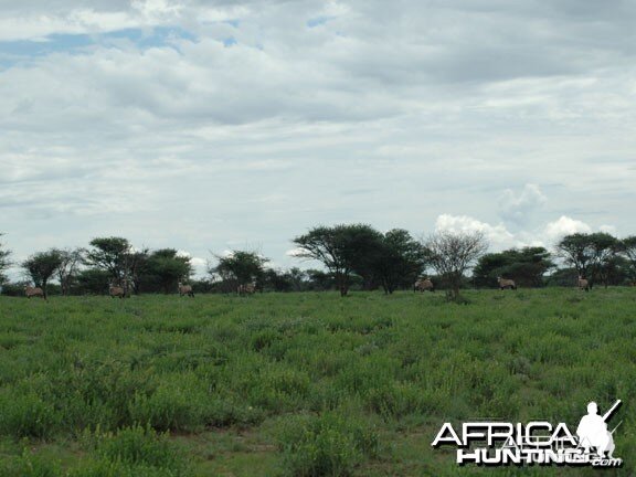 Gemsbok