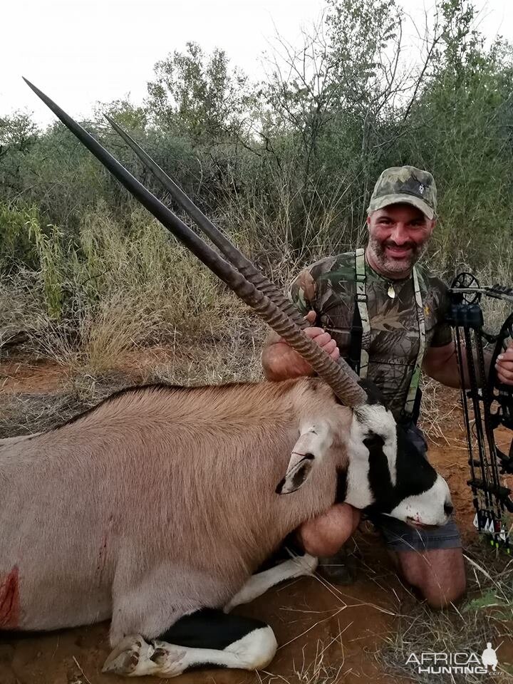 Gemsbok