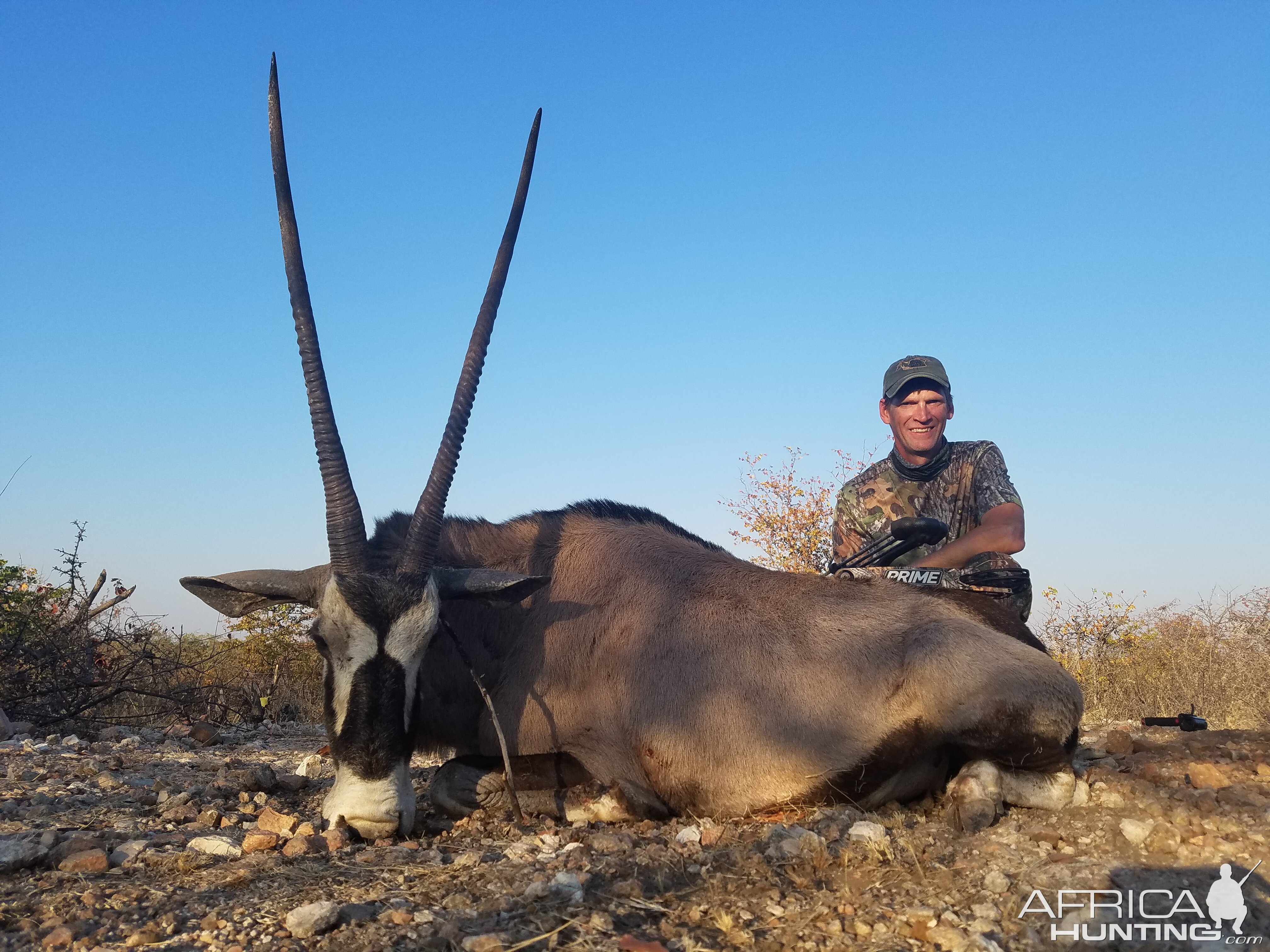 Gemsbok