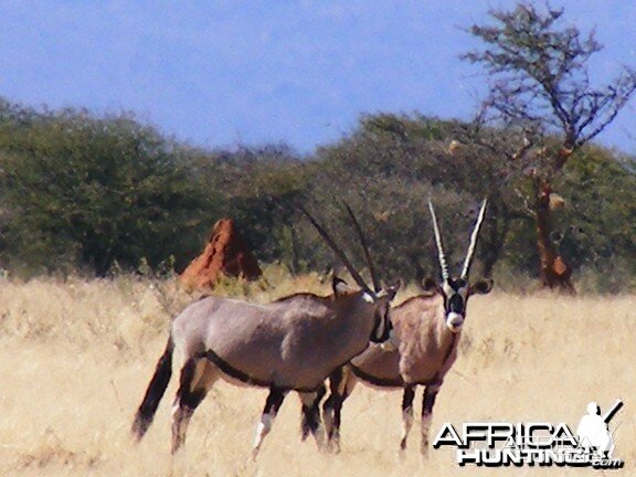 Gemsbok