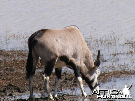 Gemsbok