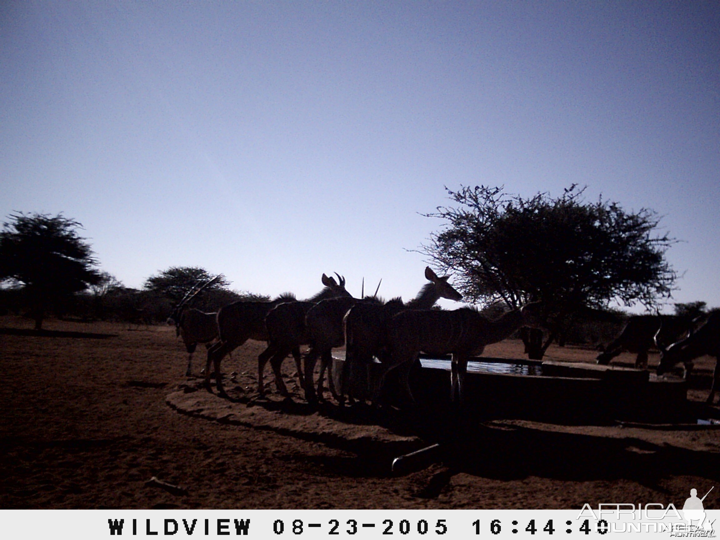 Gemsboks and Kudu, Namibia