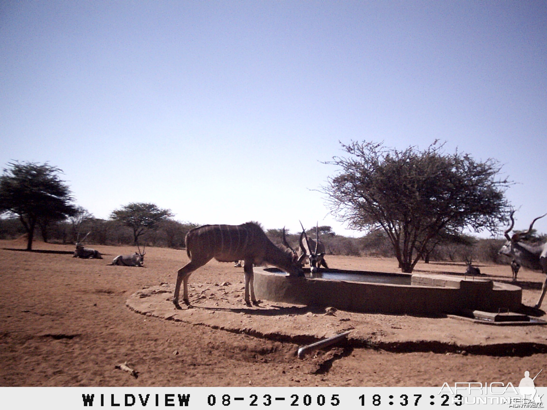 Gemsboks and Kudus, Namibia