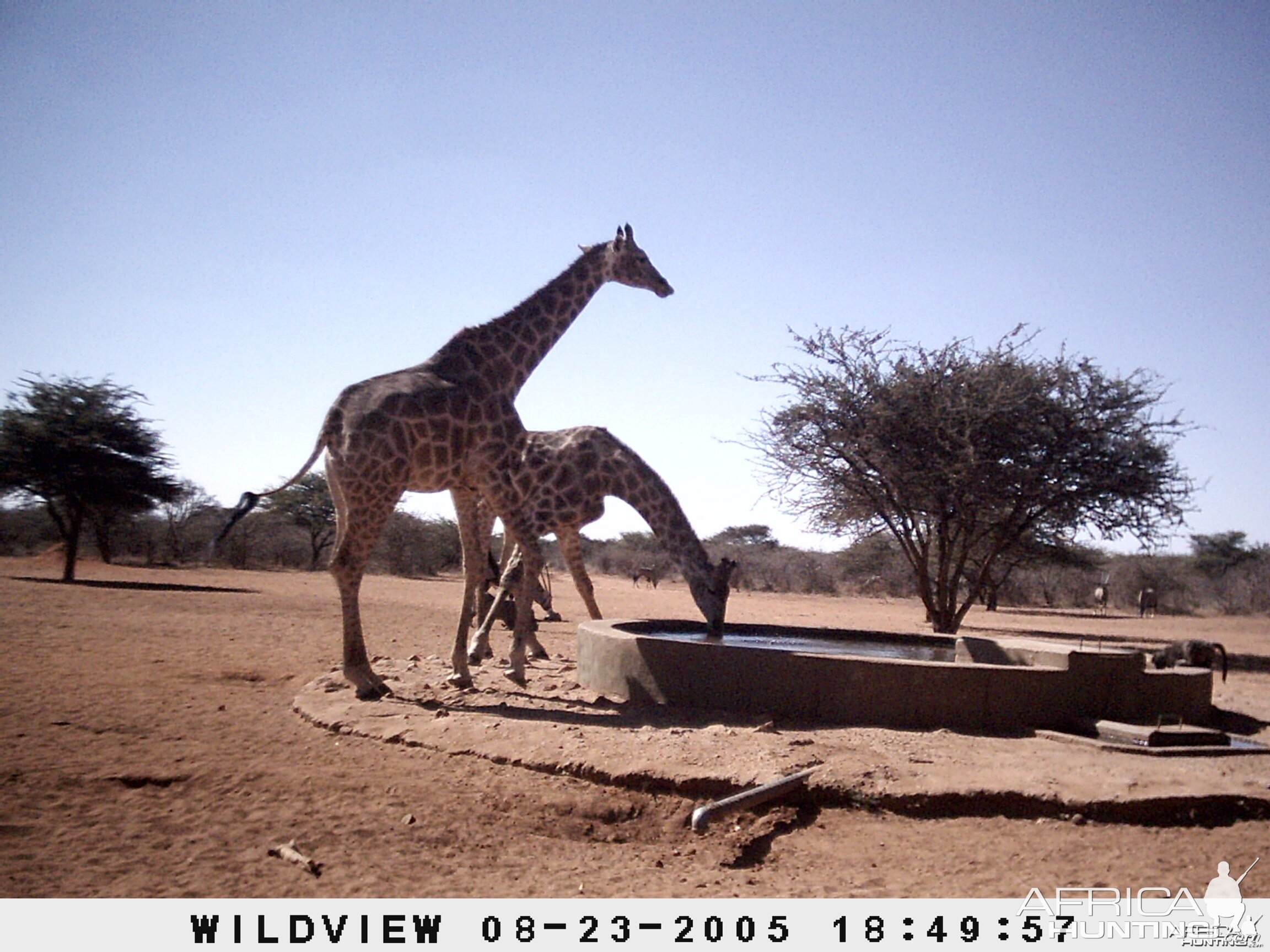 Gemsboks, Giraffes and Baboon, Namibia