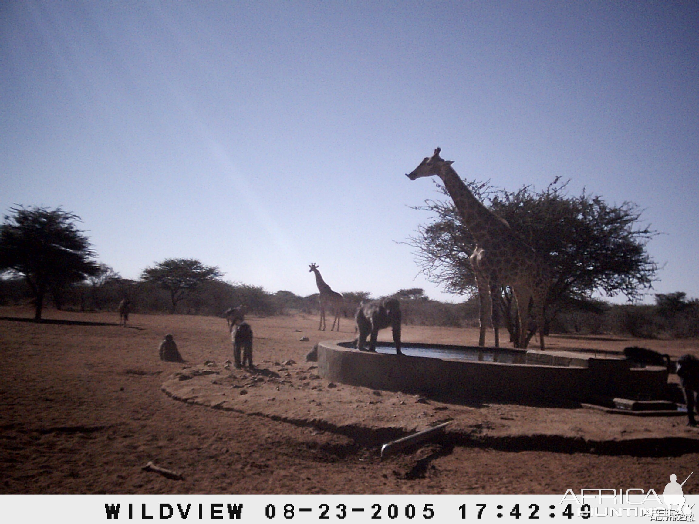 Gemsboks, Giraffes and Baboons, Namibia