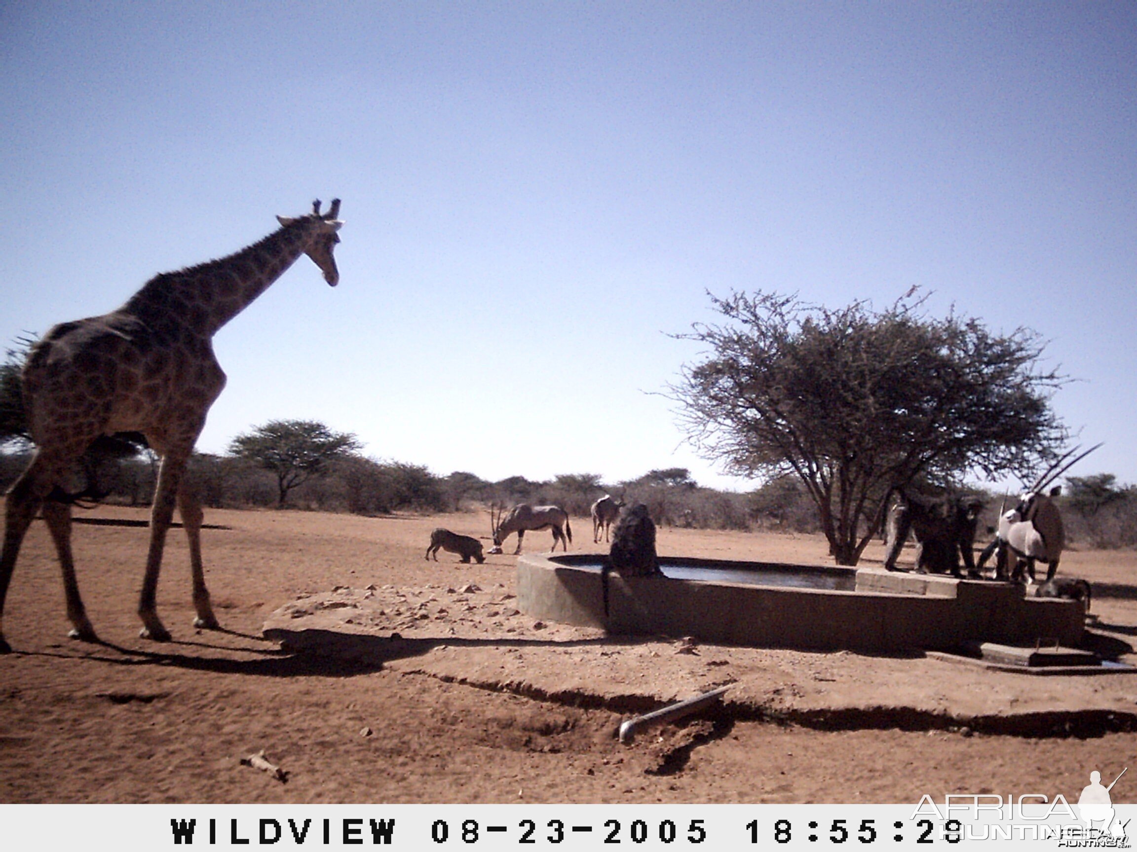 Gemsboks, Giraffes, baboons, Kudu and Baboons, Namibia