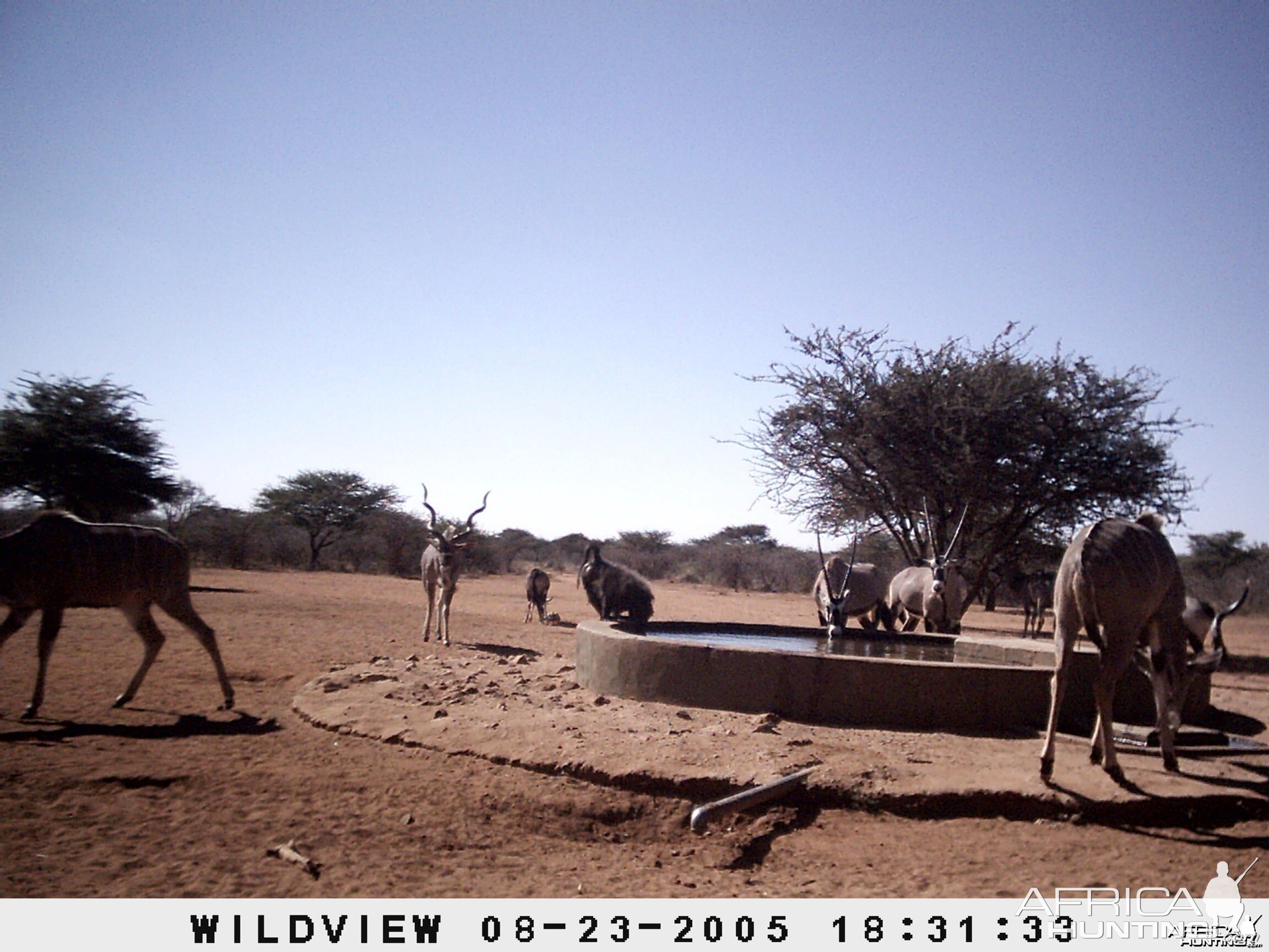 Gemsboks, Kudus and Baboons, Namibia