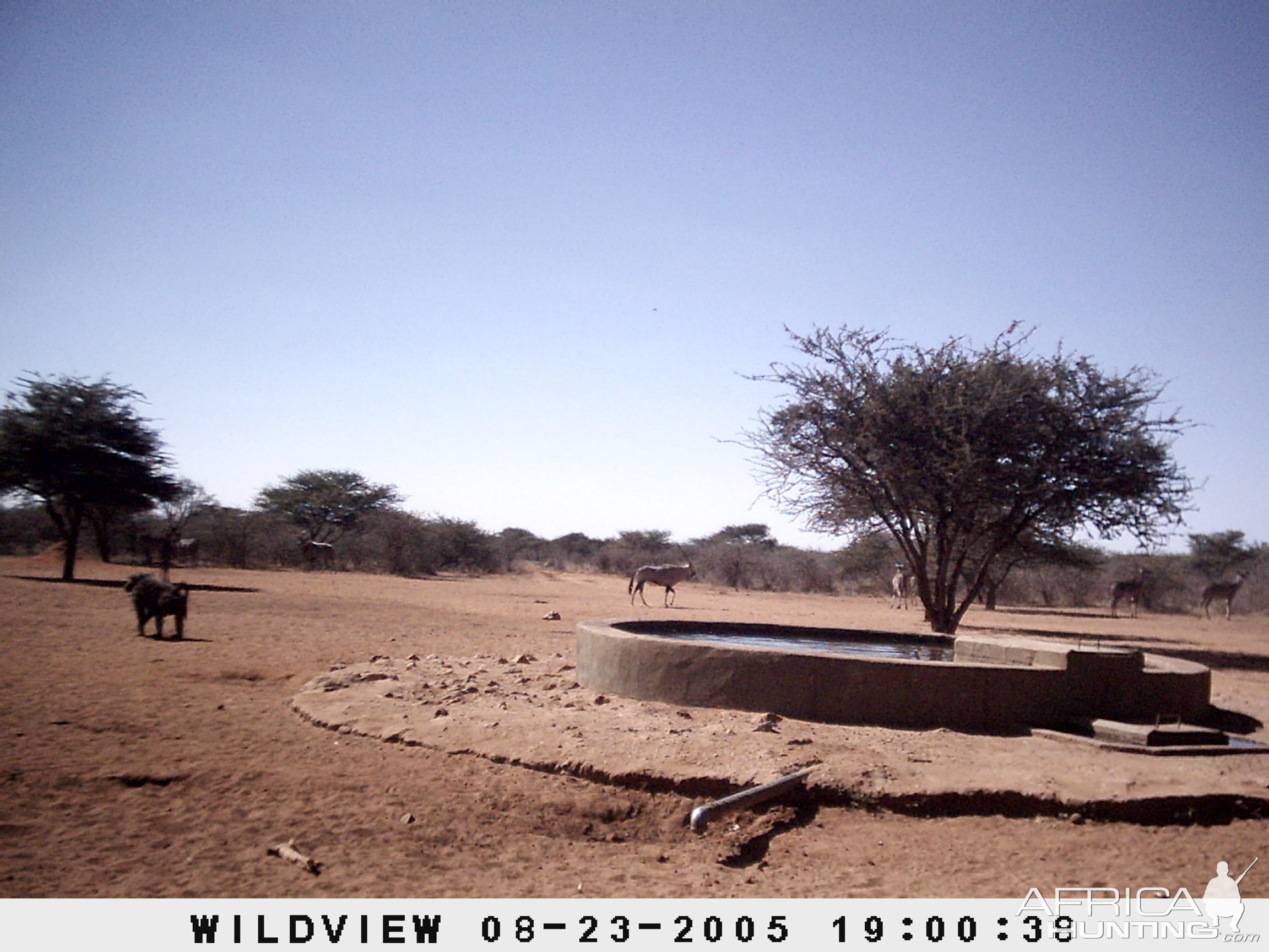 Gemsboks, Kudus and Baboons, Namibia