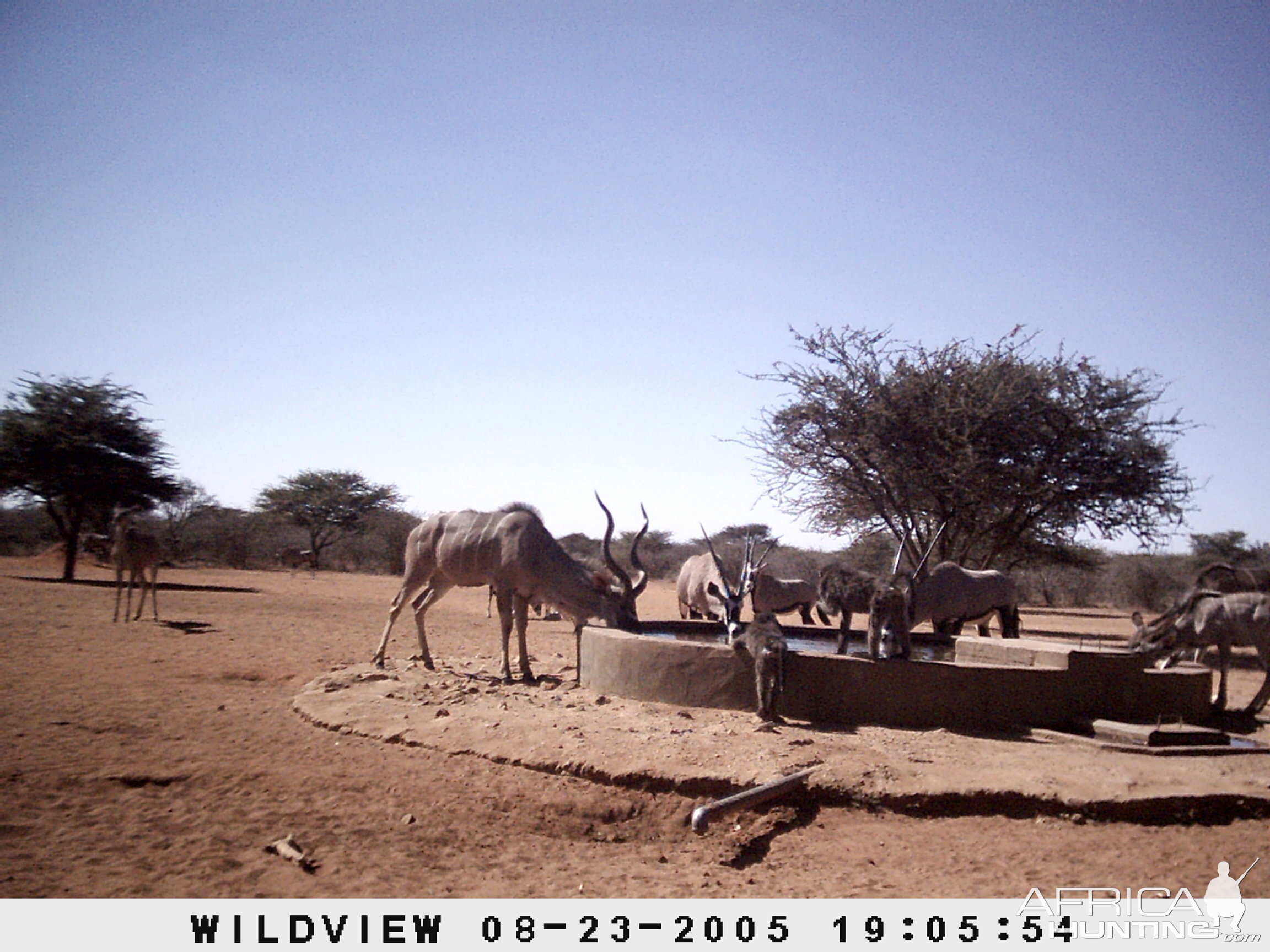 Gemsboks, Kudus and Baboons, Namibia