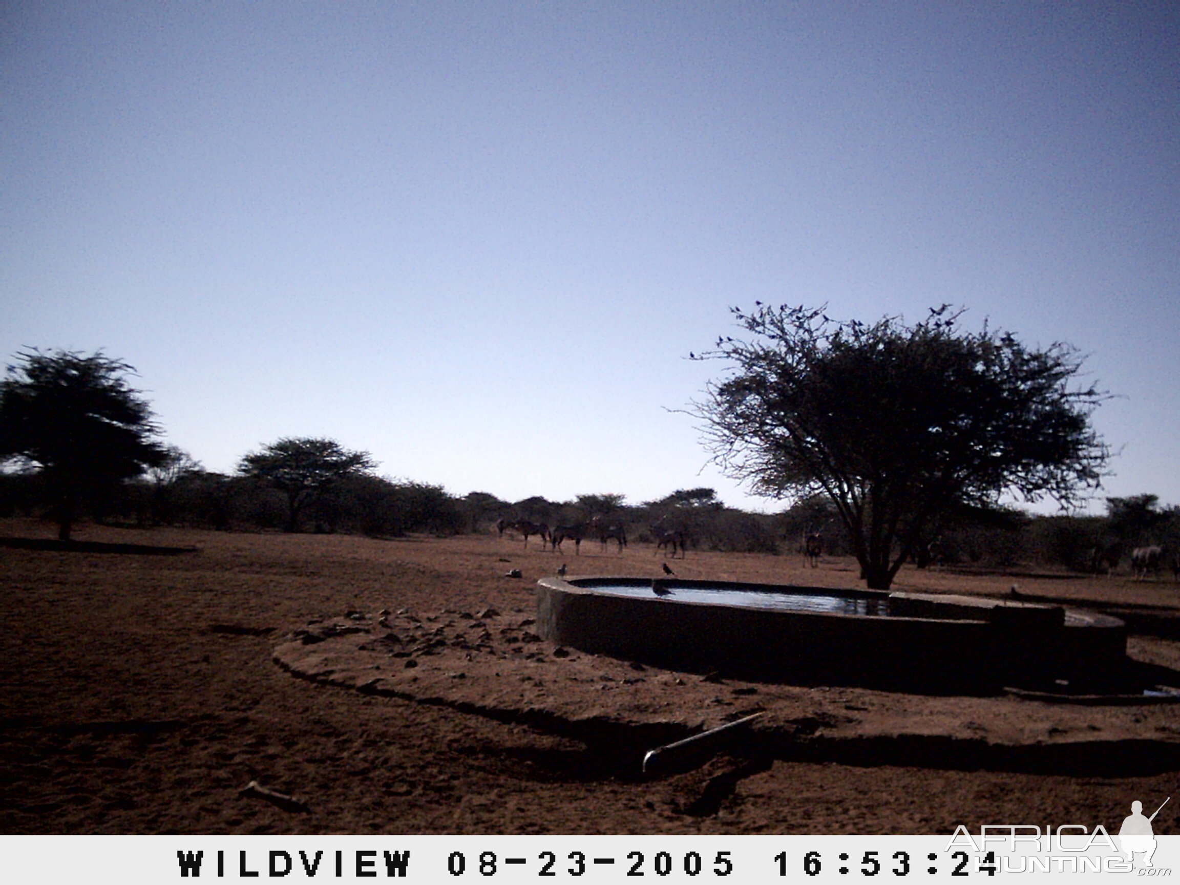 Gemsboks, Namibia