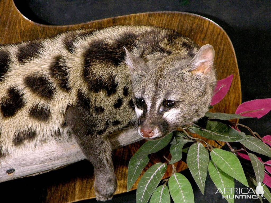 Genet Cat Full Mount Taxidermy