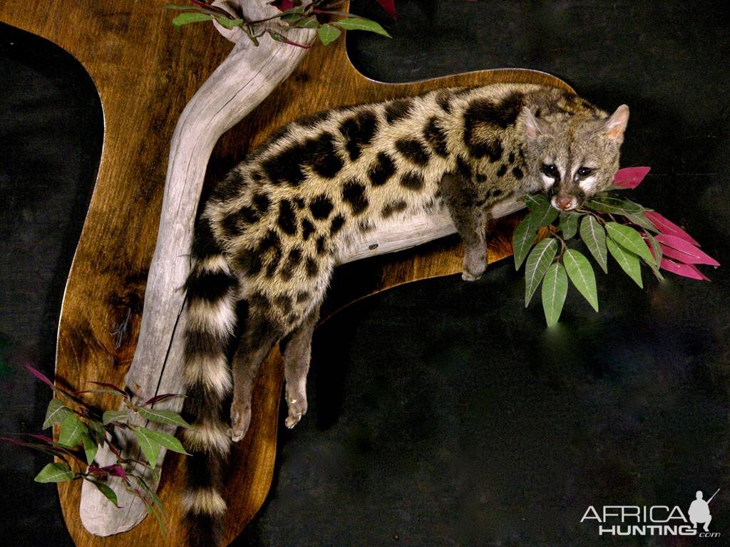 Genet Cat Full Mount Taxidermy