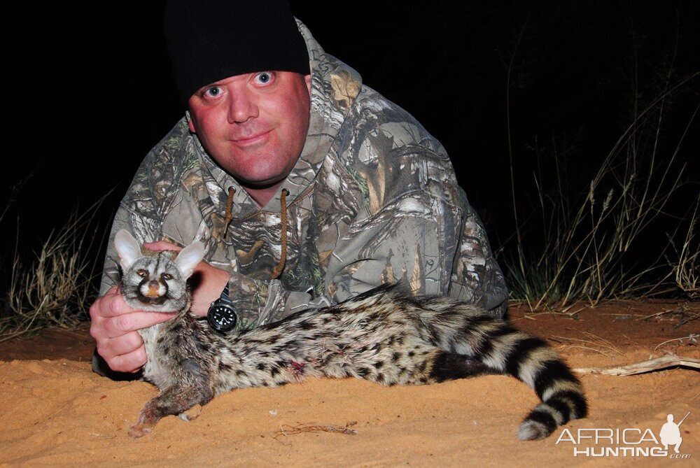 Genet Cat Hunting in South Africa