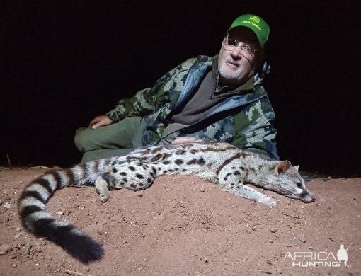 Genet Cat Hunting Sunset Safaris